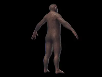 Australopithecus Afarensis Female 3D model