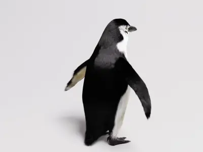 Penguin special Low-poly 3D model