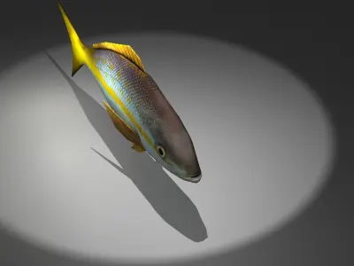 Yellowtail Snapper Low-poly 3D model