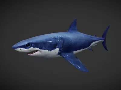 Shark great Low-poly 3D model get
