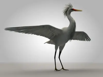Egretta eulophotes Egret Bird Low-poly 3D model purchase