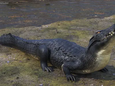 Black Caiman Looking Up 3D model