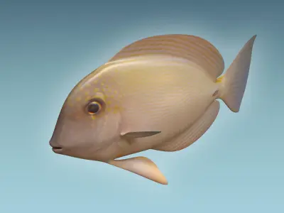 Anglefish 10 3D model