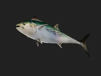 Tuna fish Low-poly 3D model get