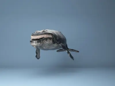 humpback whale rigged 3D model