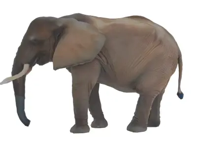 Elephant Low-poly 3D model get