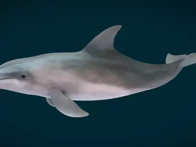 Bottlenose Dolphin Animated Low-poly 3D model