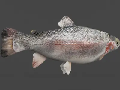 Fish Trout 3D model