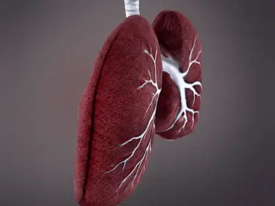 Human Lungs 3D print model