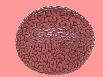 Brain 3D model buy
