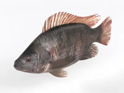 Tilapia Fish 3D model purchase