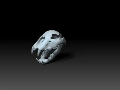 Cheetah Skull  3D model