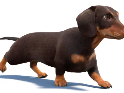 Animated Dachshund Fur 3D model