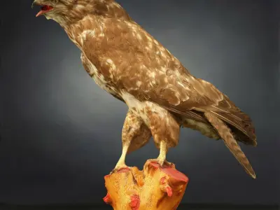 9 Birds Collection V3 Low-poly 3D model