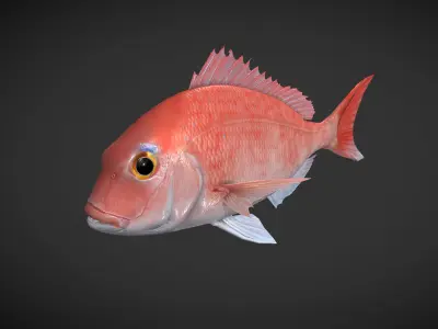 Carp 01 Low-poly 3D model