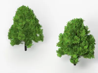 Realistic Lowpoly Tulip Tree 3D model