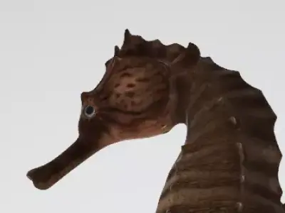Seahorse 3D Model  Low-poly 3D model