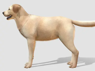  Dog - Labrador 