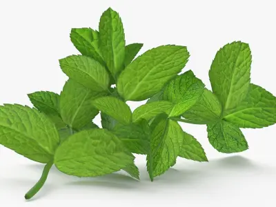 Prop 13 Mint Sprigs Type 01 3D model