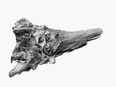 3D Tree trunk Zbrush sculpt 3D model