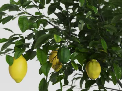 Set Mediterranean Plants In Antique Pots 3D model