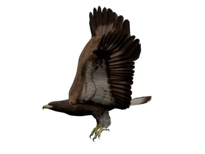 Animated Rigged Eagle 3D model