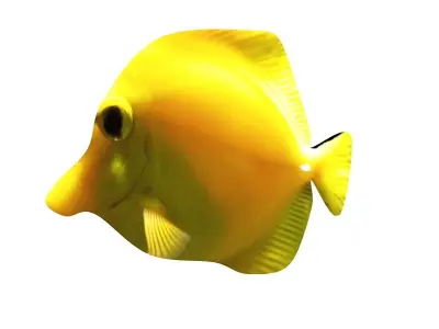 Yellow Tang Tropical Fish  3D model
