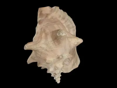 Strombus gigas queen conch shell scan 3D model