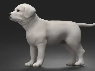  White Labrador Retriever Puppy 