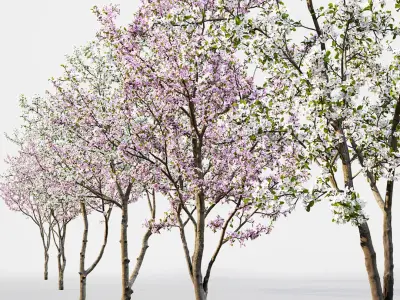  Cherry-tree flowering Cerasus 03 