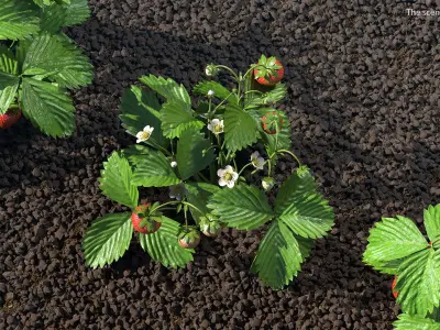 Garden Strawberry Plant Fruiting 3D model