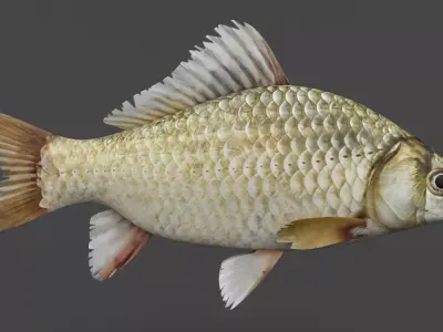 Carp Fish 3D model purchase