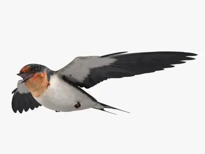 Hirundo Rustica 'Barn Swallow' 3D model