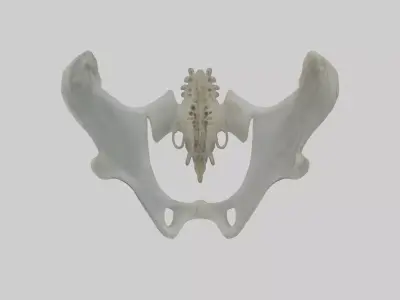 Seal Pelvis 3D model