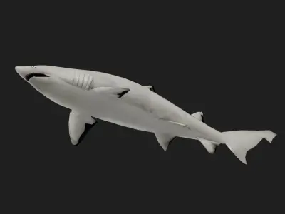 Shark Low-poly 3D model 22