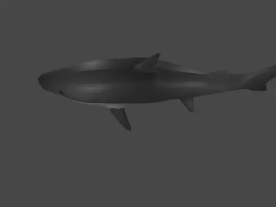 Shark Low-poly 3D model 4