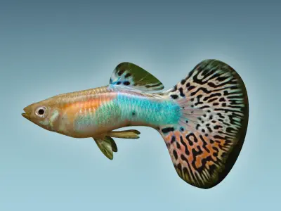 Guppy Fish 3D model purchase