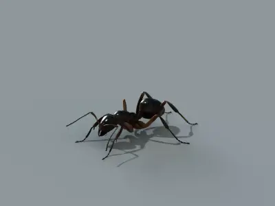 ant rig 3D model purchase