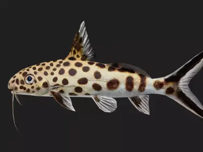 Catfish Low-poly 3D model 8