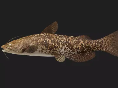 Catfish Low-poly 3D model 5