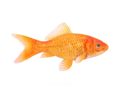 Goldfish 3D model order