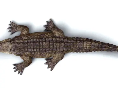 CROCODILE 3D model get