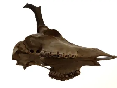 Roe Deer Skull Scan 3D model