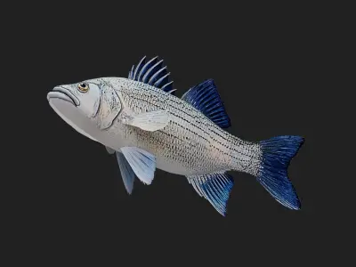 Whitebass Low-poly 3D model purchase