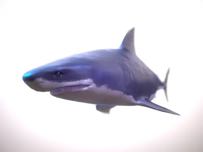 Great white shark Low-poly 3D model 9