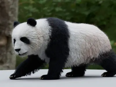  Panda RIGGED 