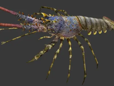 Australian lobster Low-poly 3D model purchase