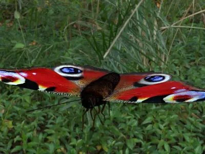 beautiful peacock butterfly Low-poly 3D model