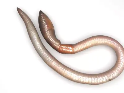 Earthworm 3D model get