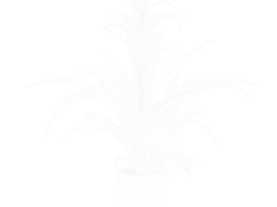  Bromelia Plant Model  purchase